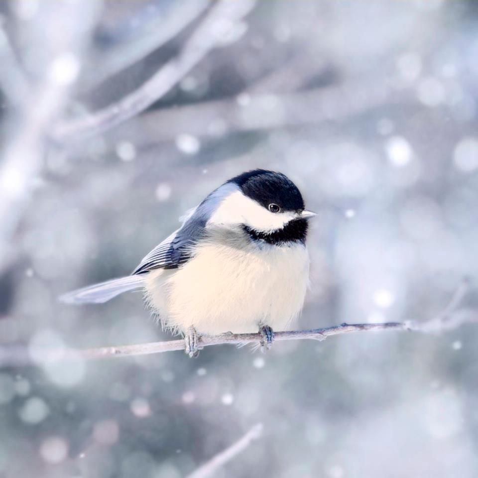 Серая синица