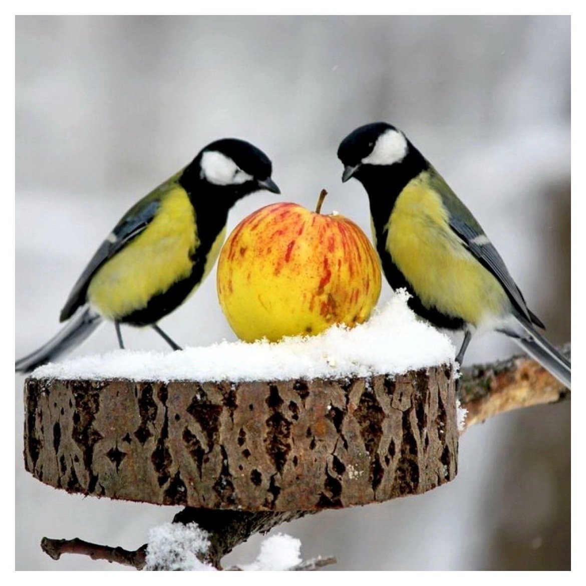 Веселая синичка