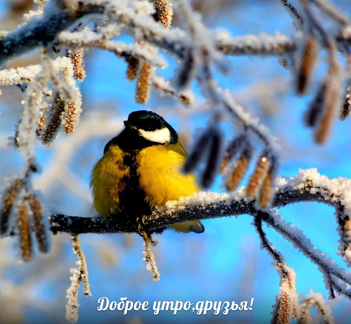 Синица на веточке с инеем