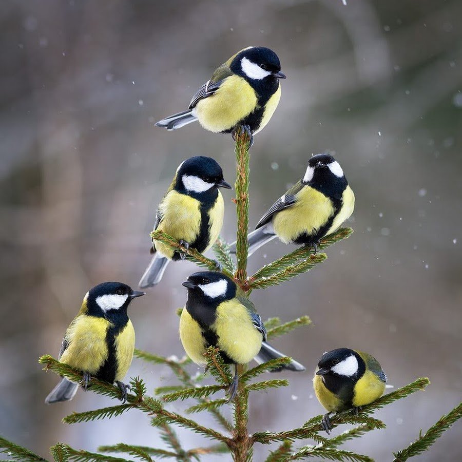 Синицы на ветке