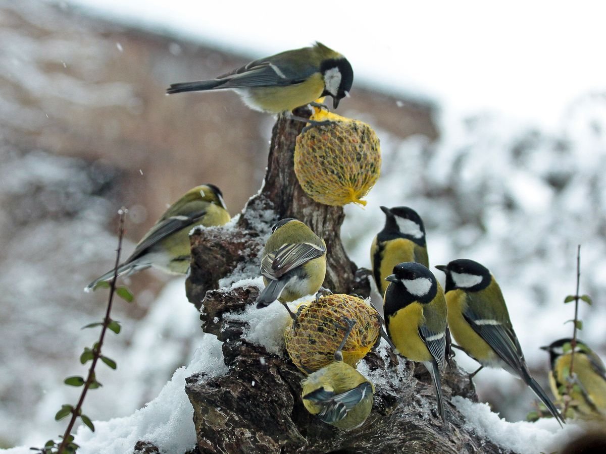 Фото корма для диких птиц зимой