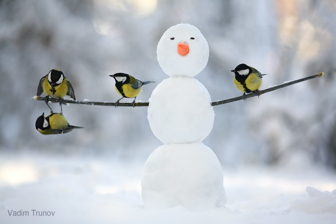 Снеговик и синички