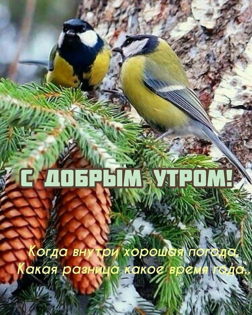 Природа ели птицы зима