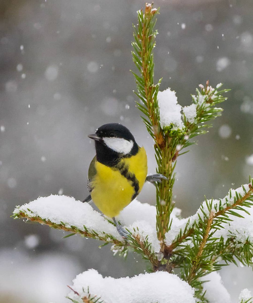 Синички зимой