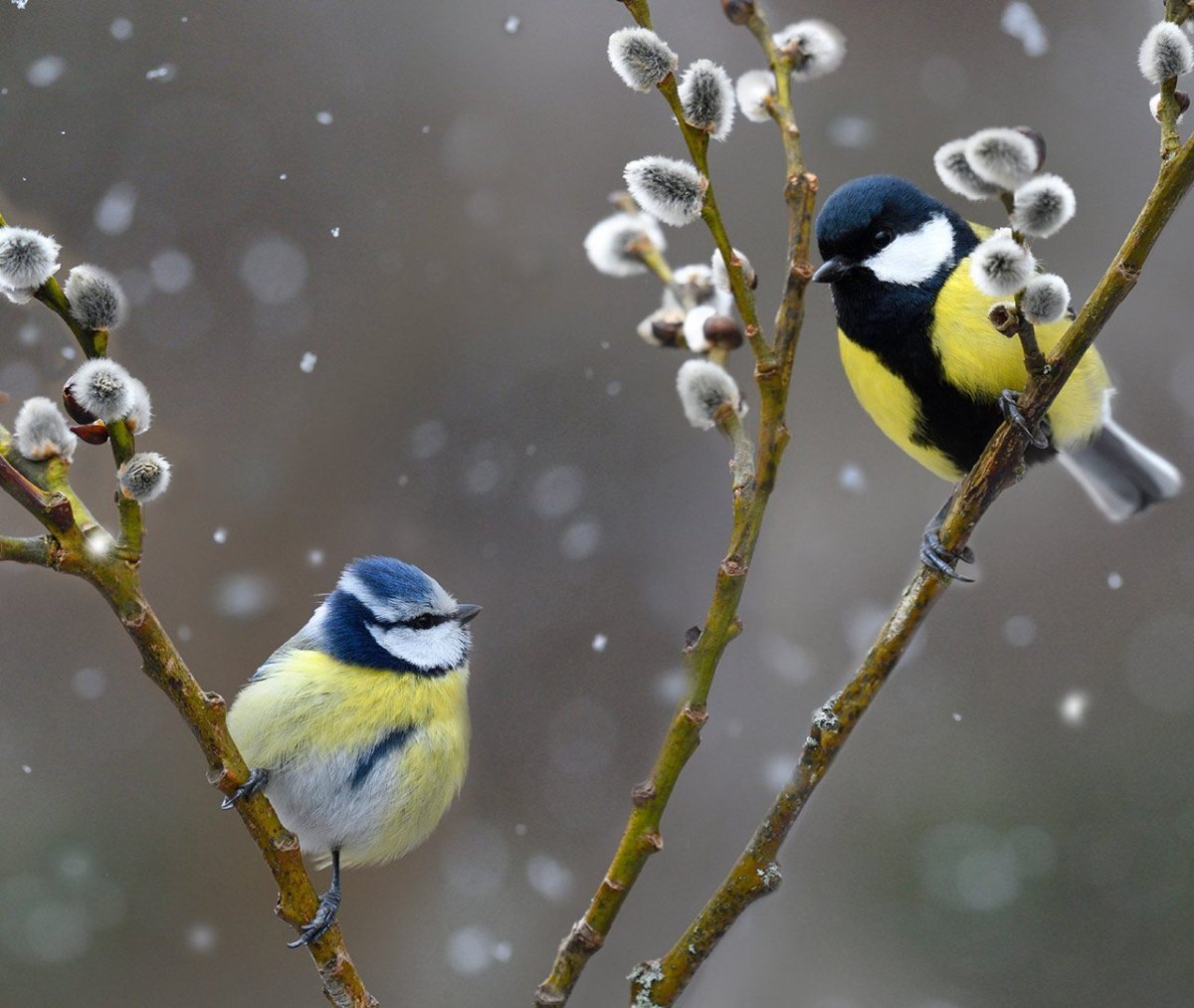 Синица на ветке фото