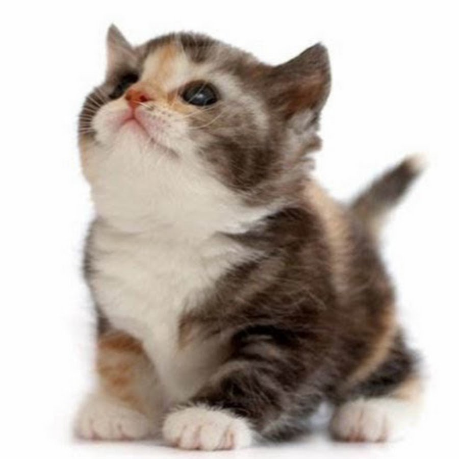 Спасибо за внимание котик