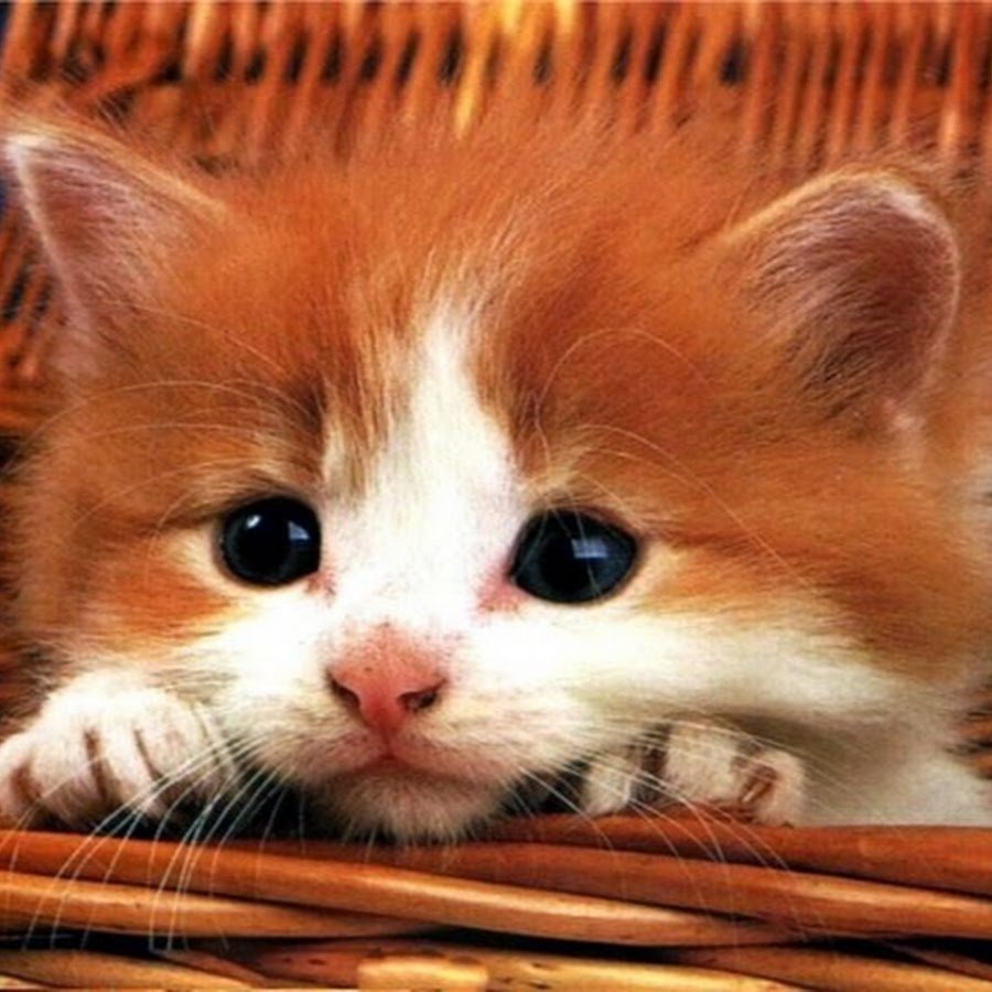 Рыжий котёнок