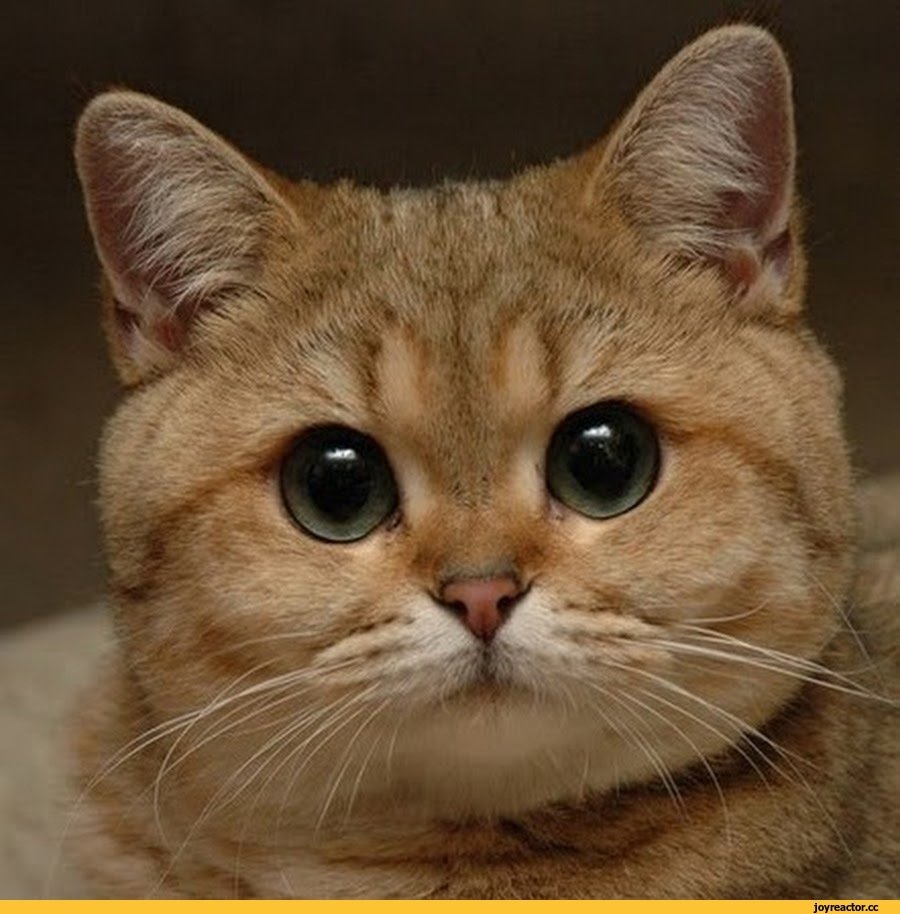 Данила Пидрила