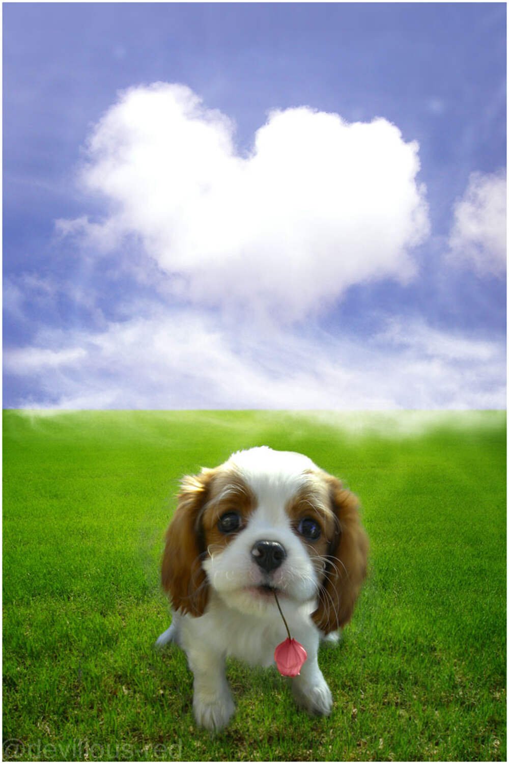 Доброе утро собаки