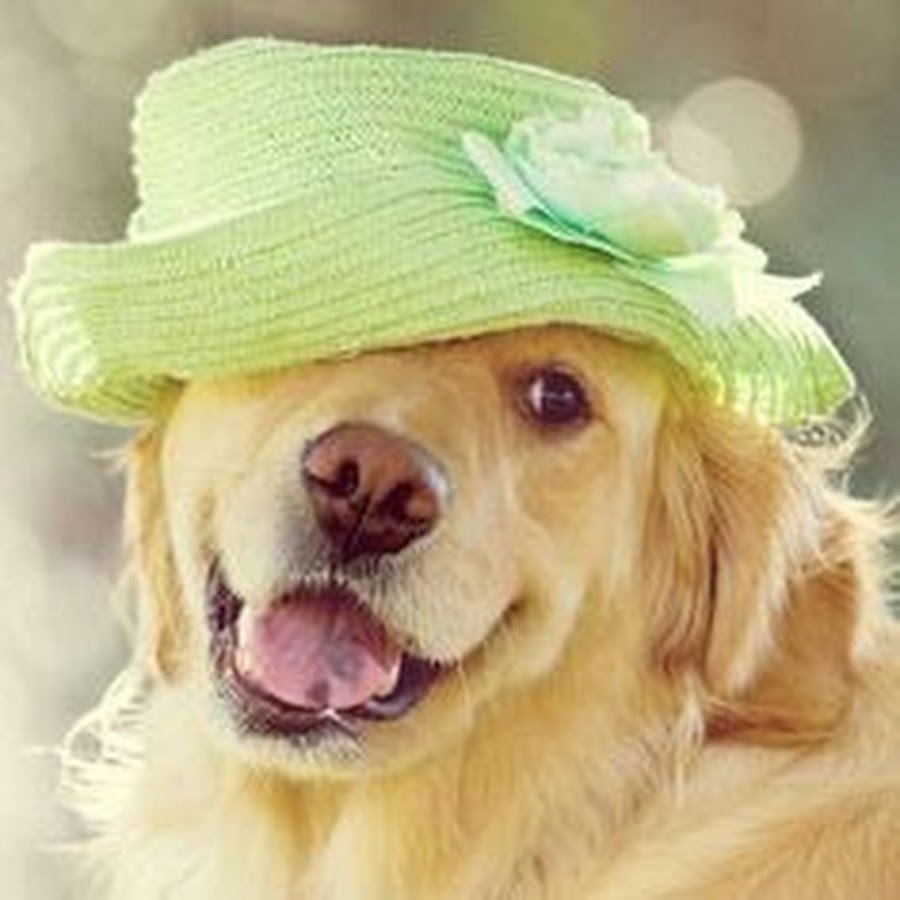 Хорошего настроения собаки