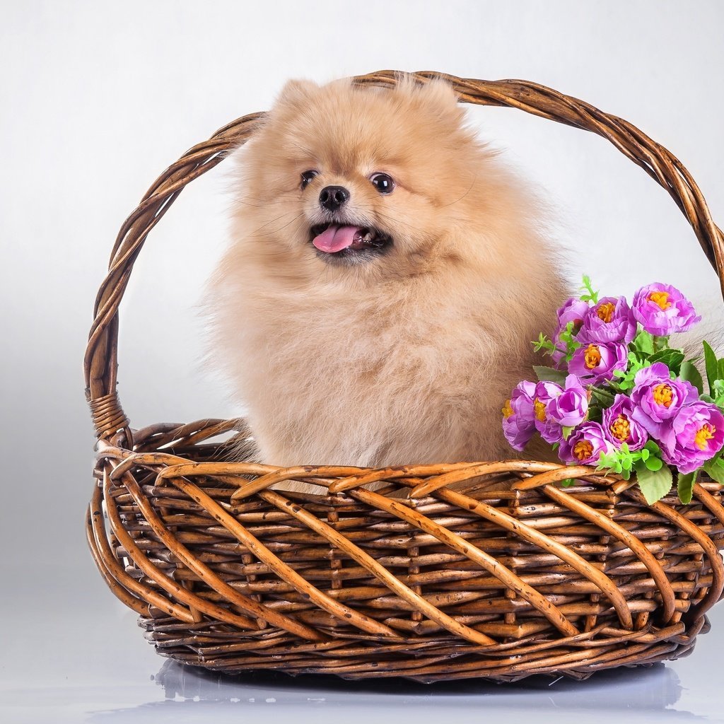 Собака в корзинке