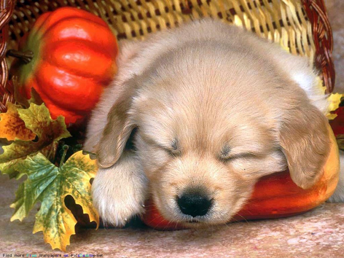 Собака прелесть