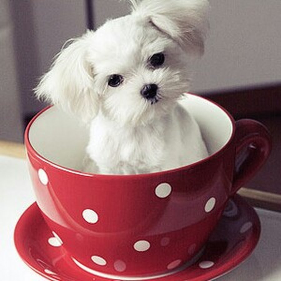 Открытки привет