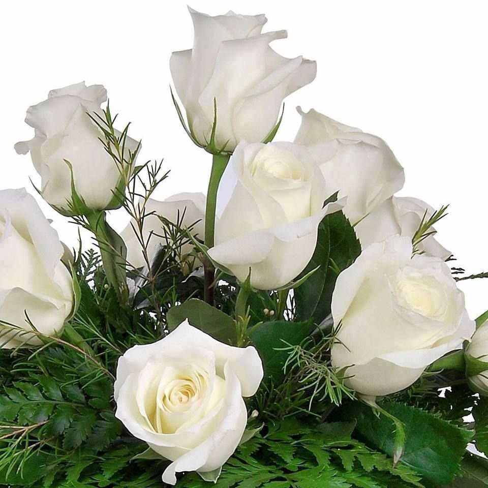 Шикарные белые розы