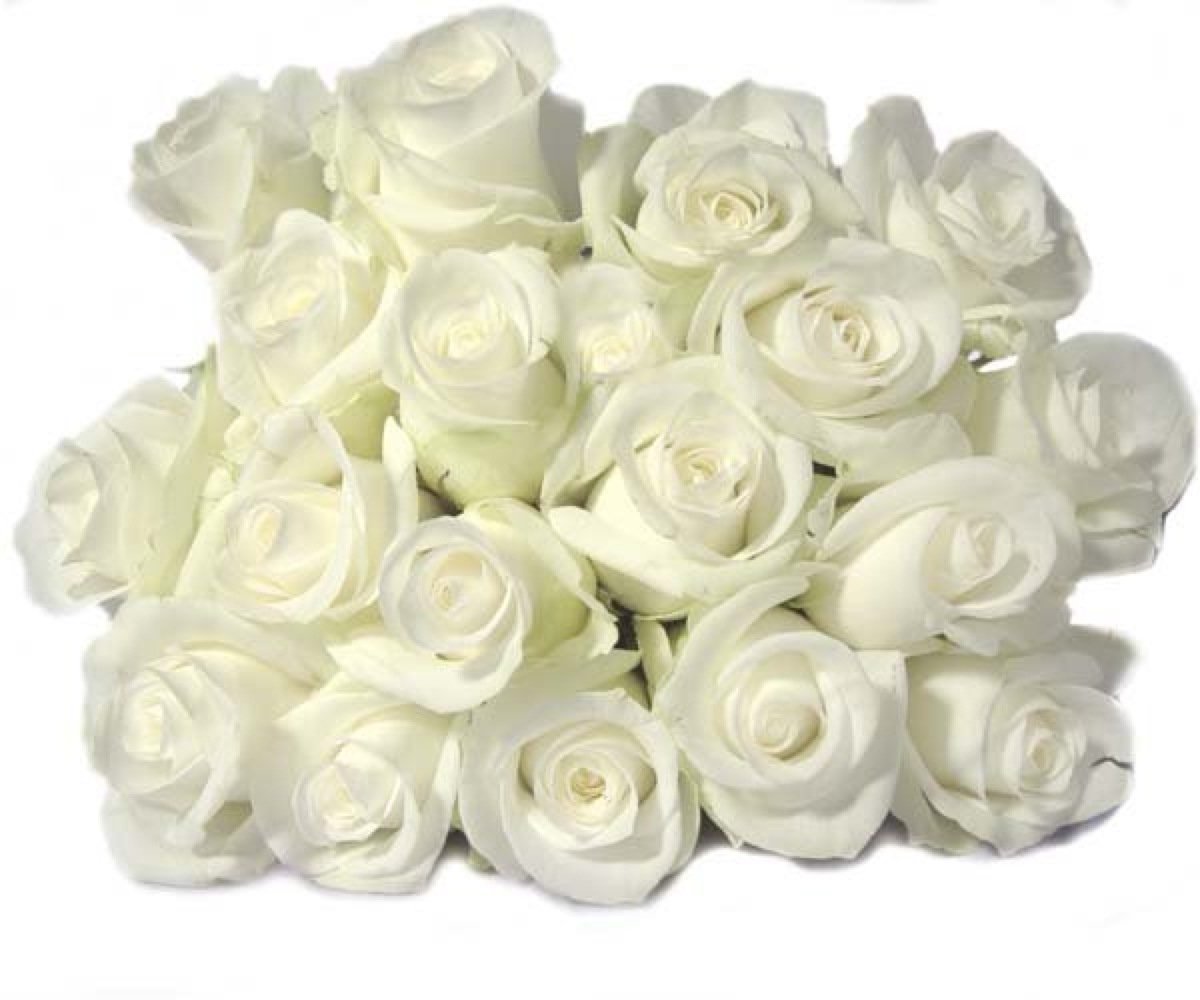 С днем рождения белые розы картинки