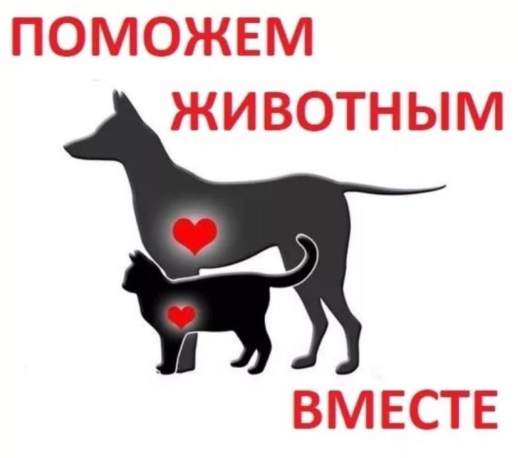 Помощь приюту для животных
