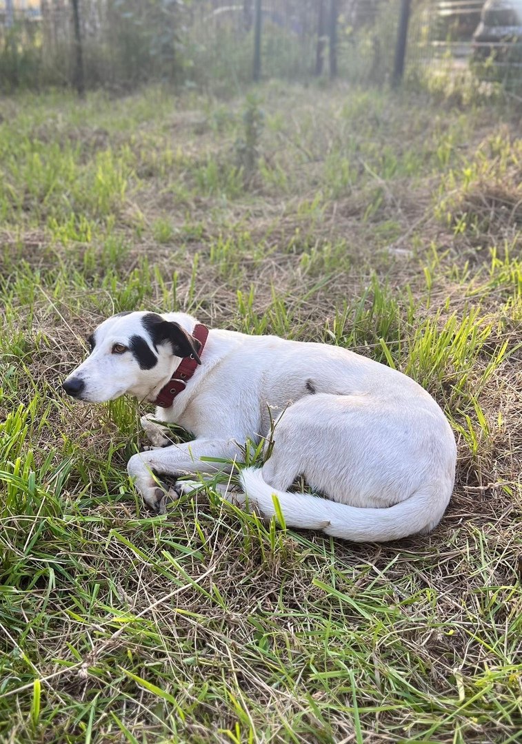 Помощь животным картинки