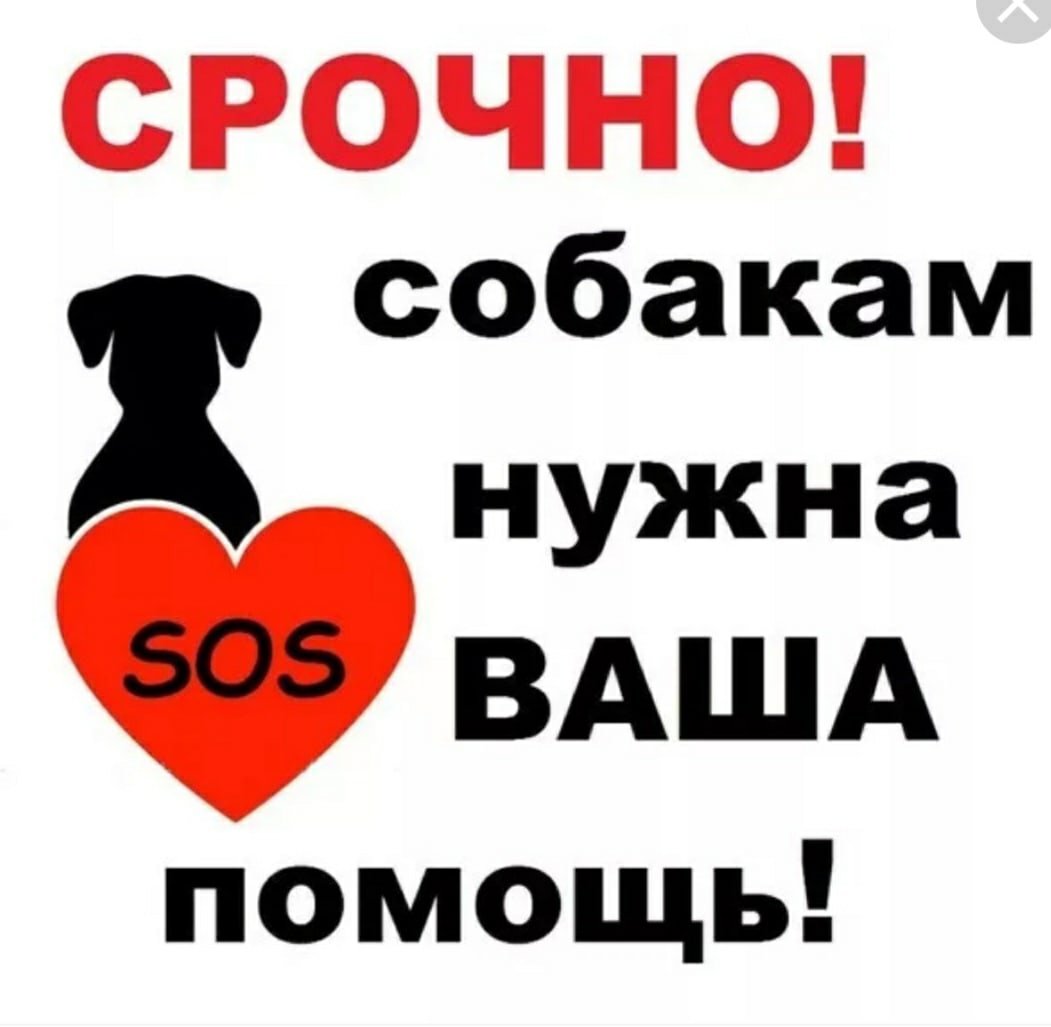 Срочно нужна помощь собаке