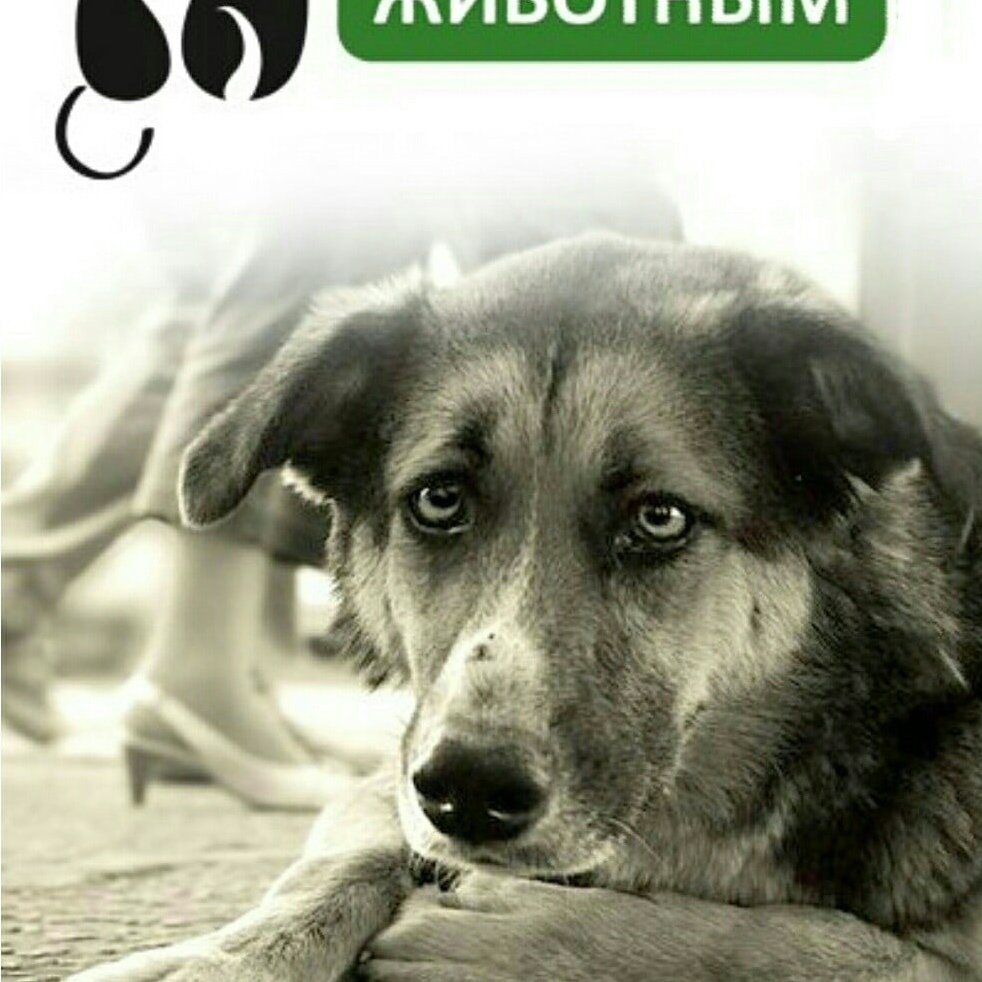 Помощь бездомным животным