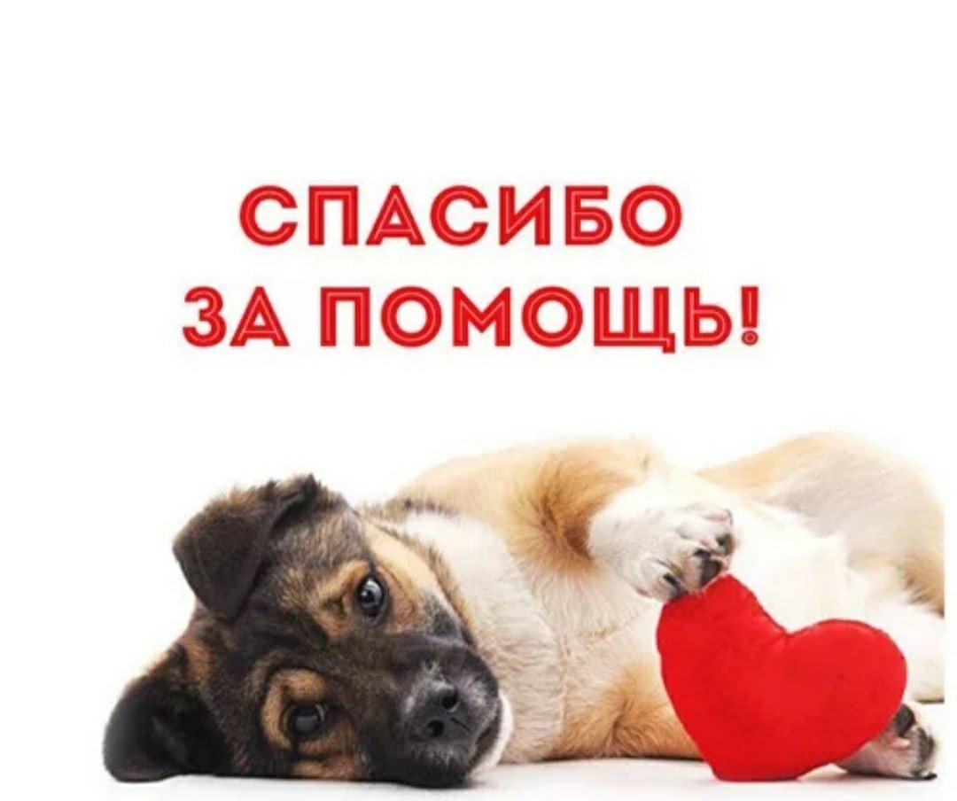 Спасибо за помощь животным