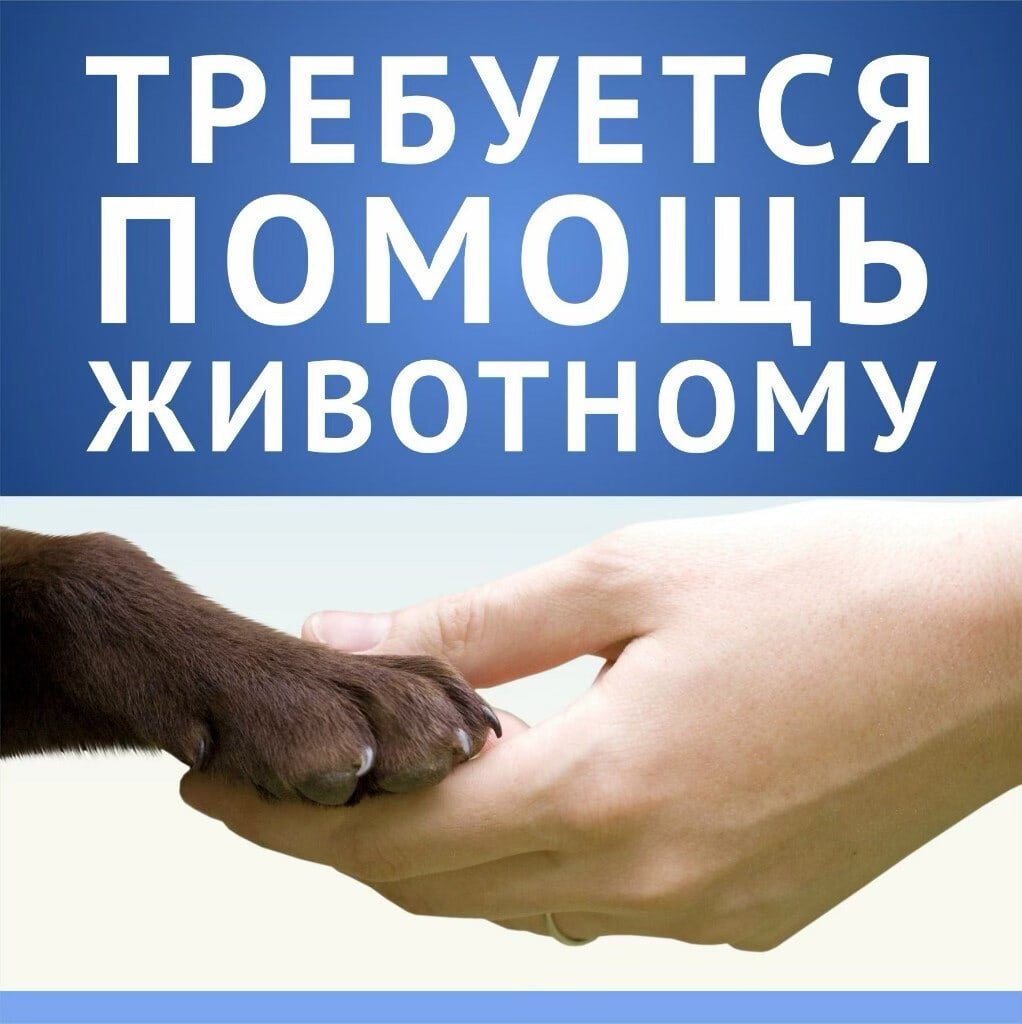Нужна помощь животным