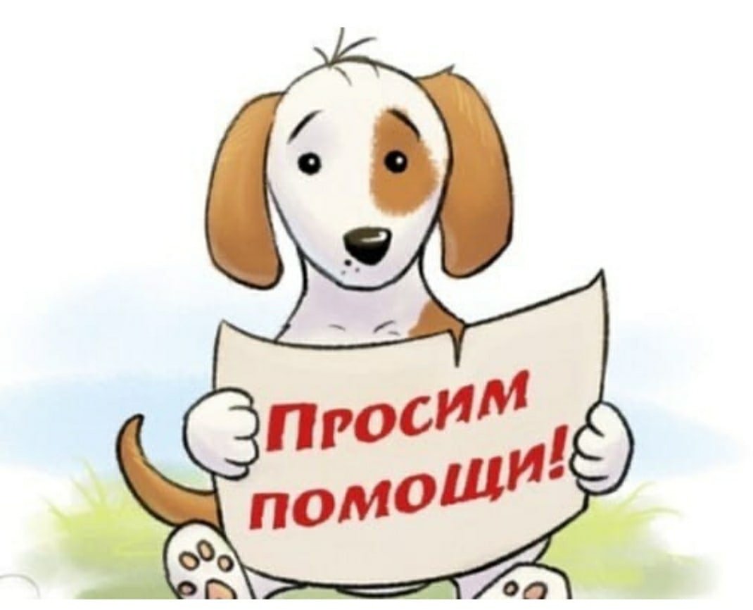 Просим помощи для животных