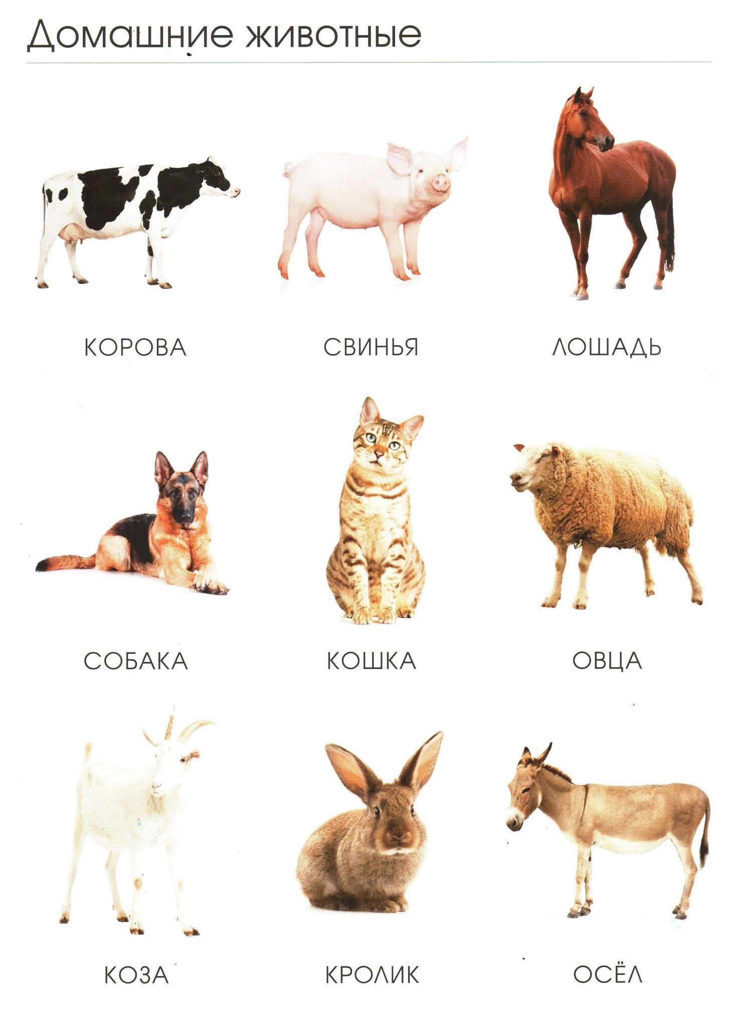 Корова свинья собака кошка. Домашние животные. Домашние животные картинки. Кошка собака корова коза. Примеры домашних животных.