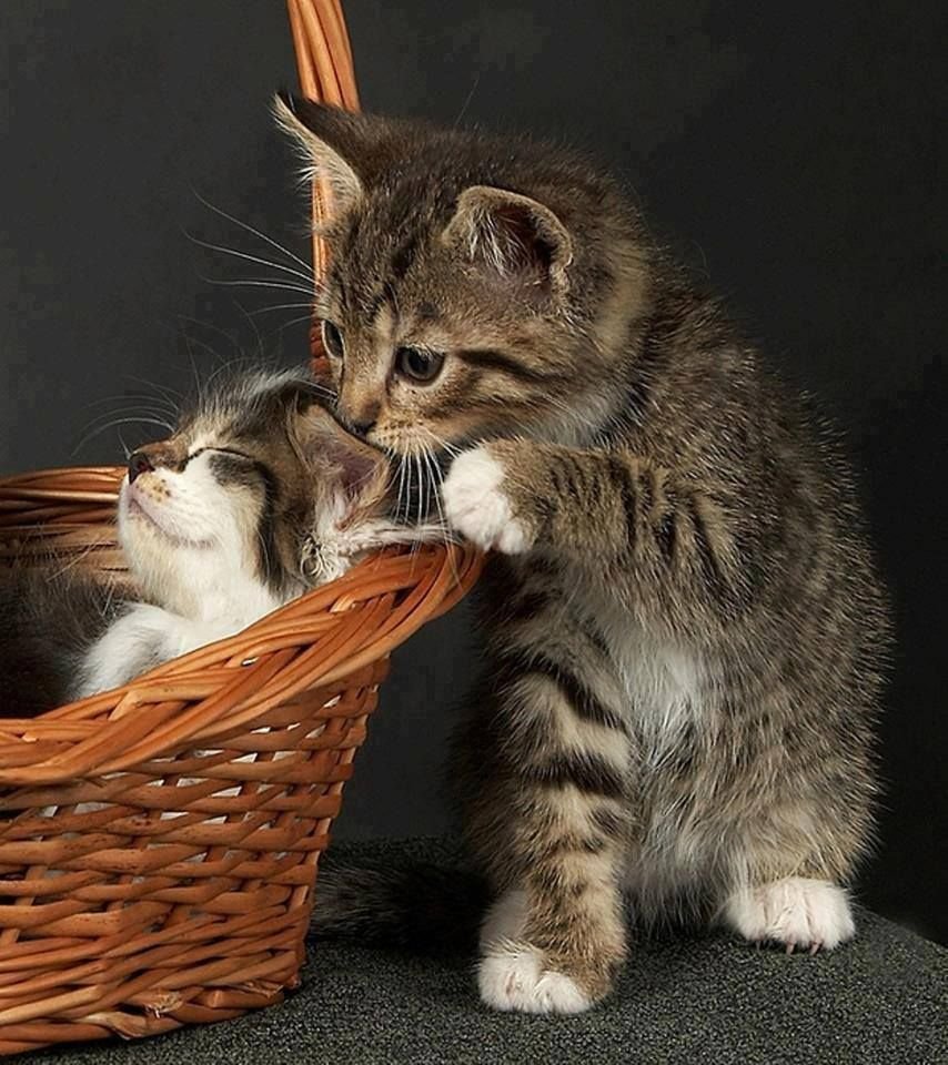 Доброе утро котенок