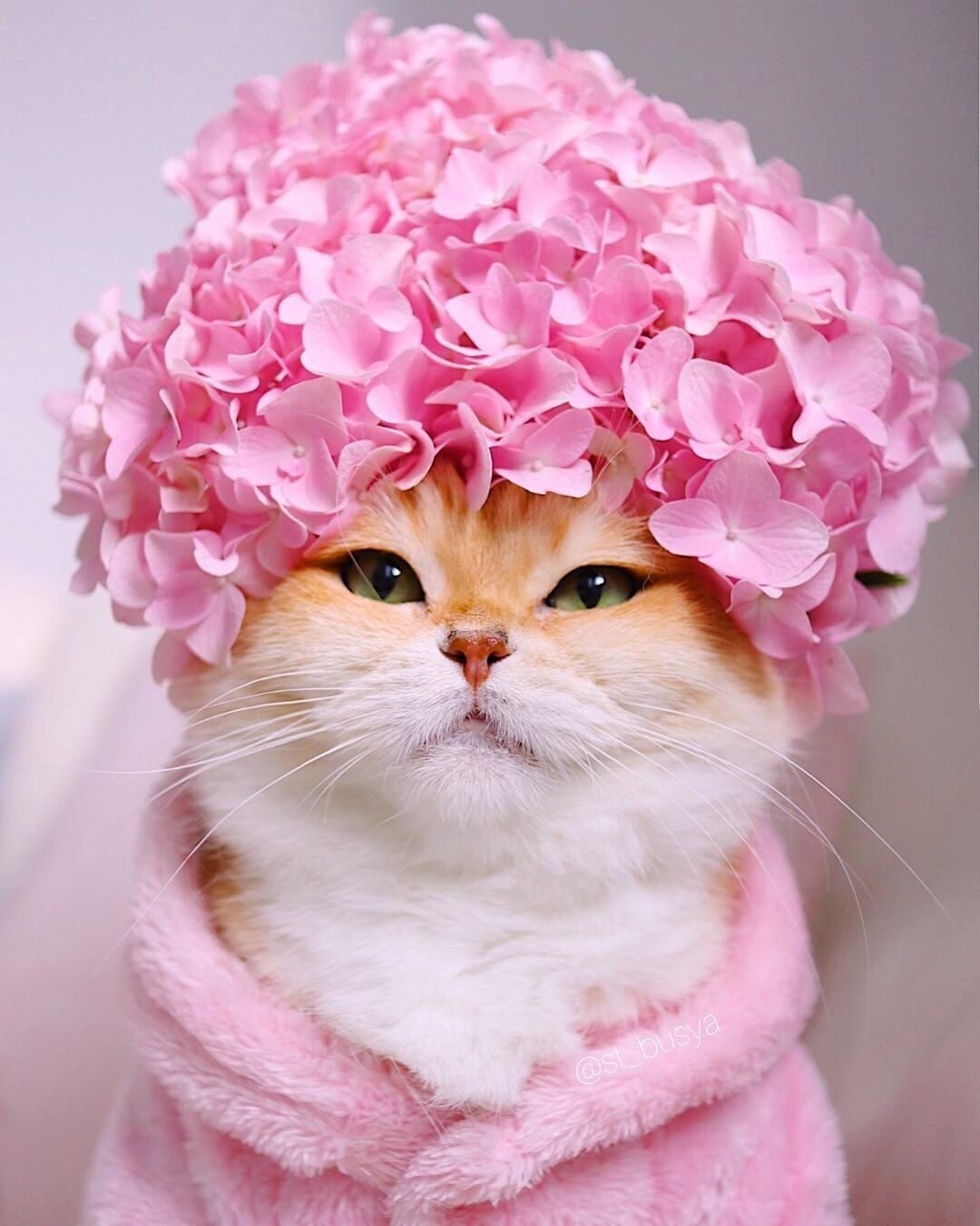 Хорошего настроения котики