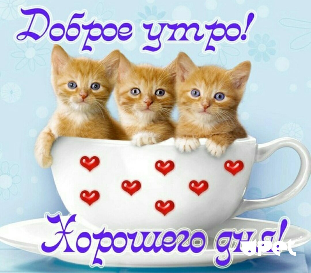Пожелания с добрымиутром