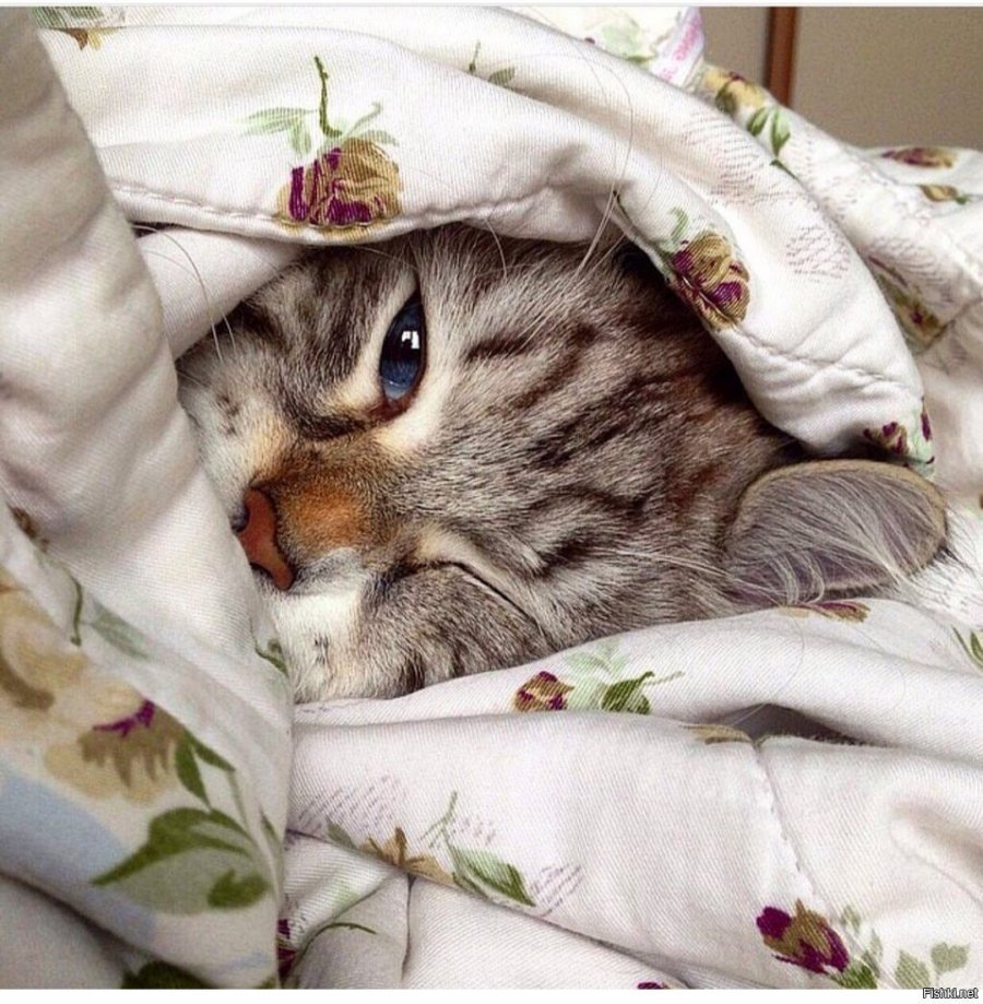 Сонный котик