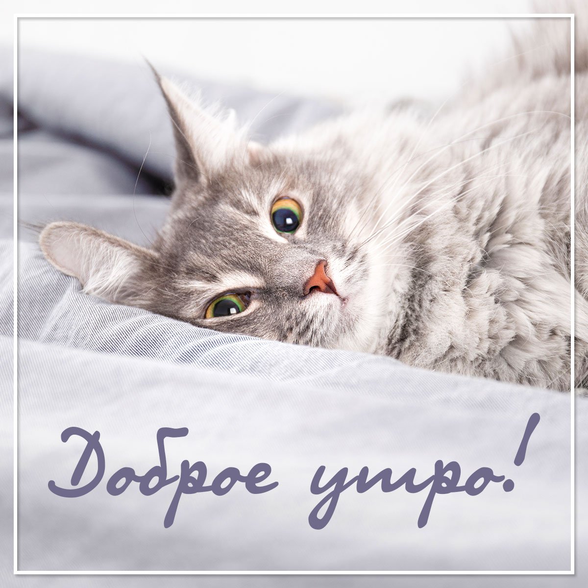 Доброе утро котенок