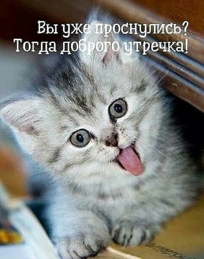 Доброе утро котенок