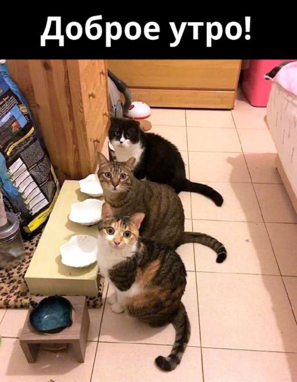 Доброе утро с котятами смешные картинки прикольные