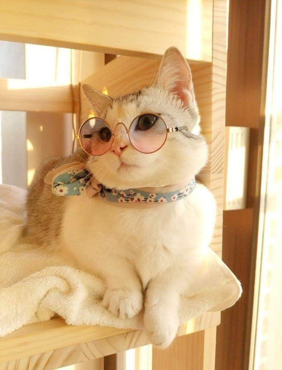 Белый котик в очках