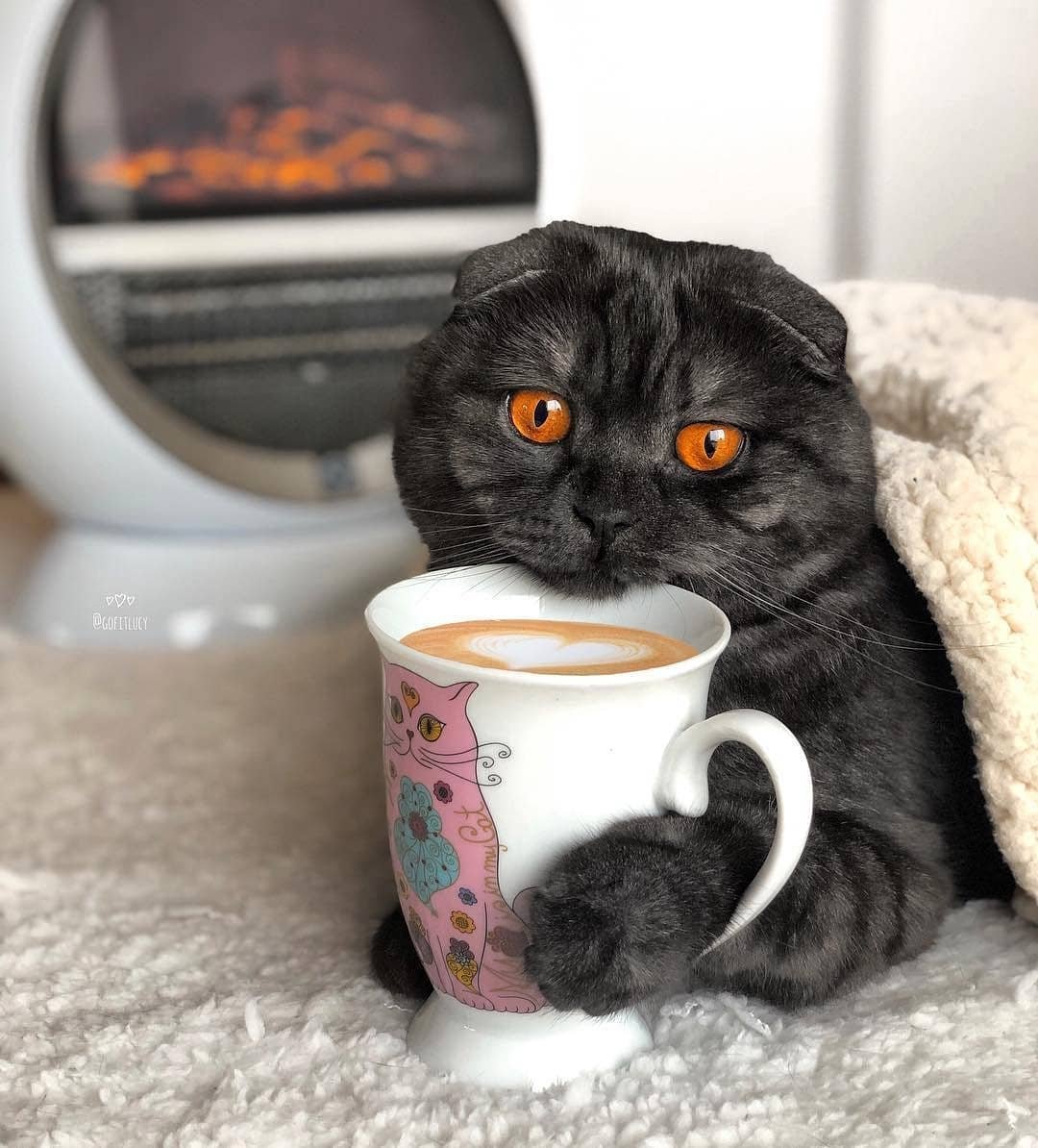 Кот с чашкой кофе