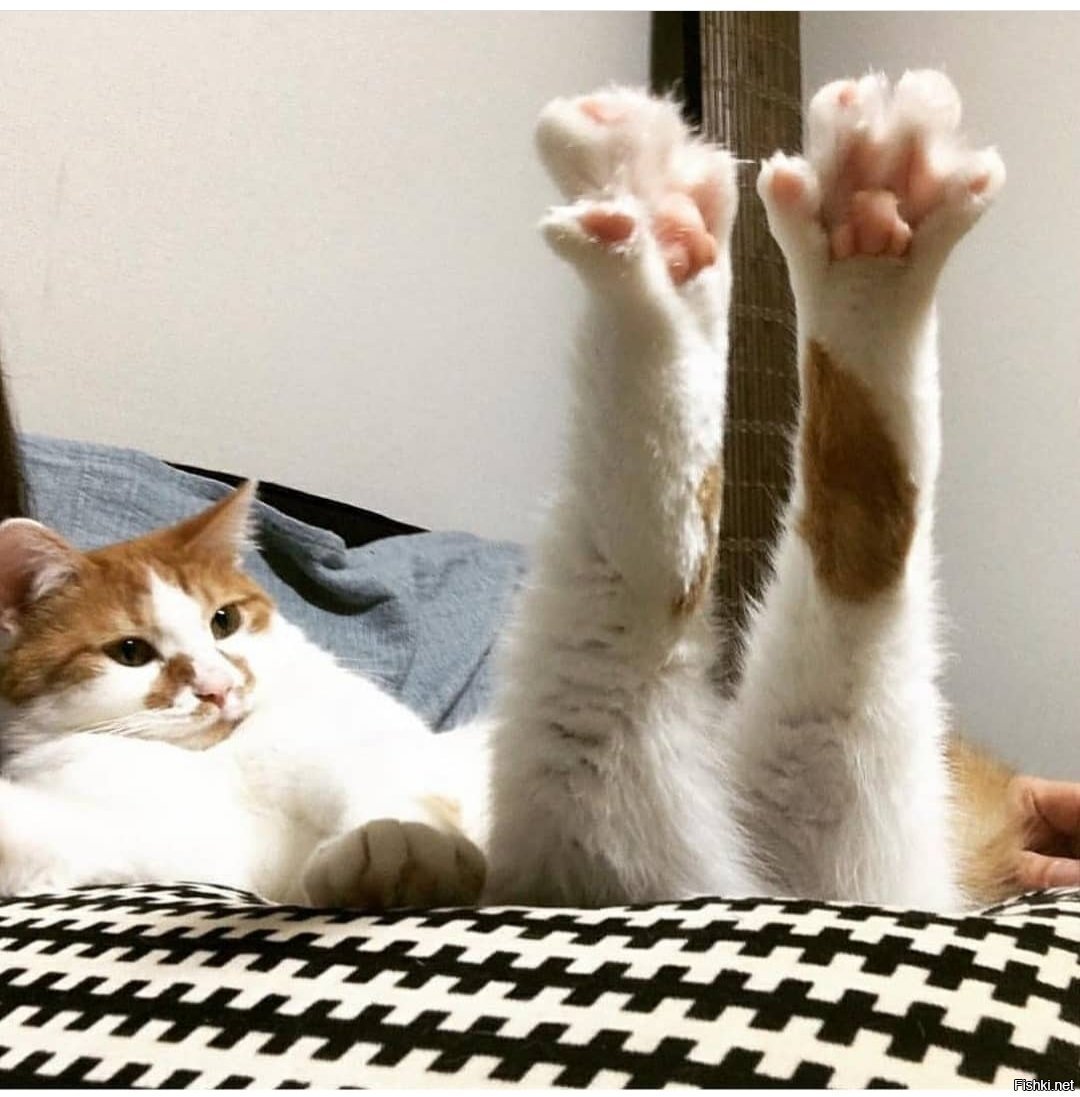 Кот с поднятой лапой