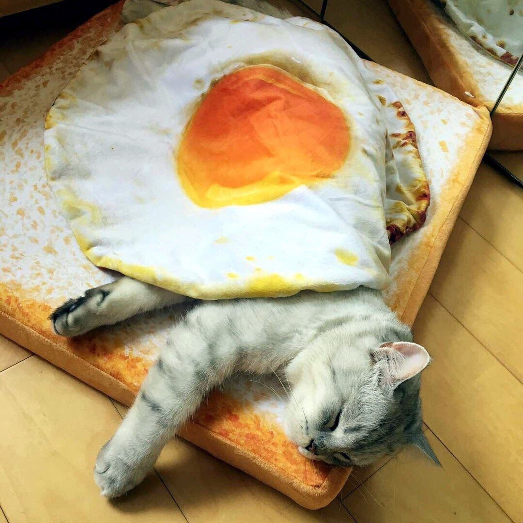 Яичница кот