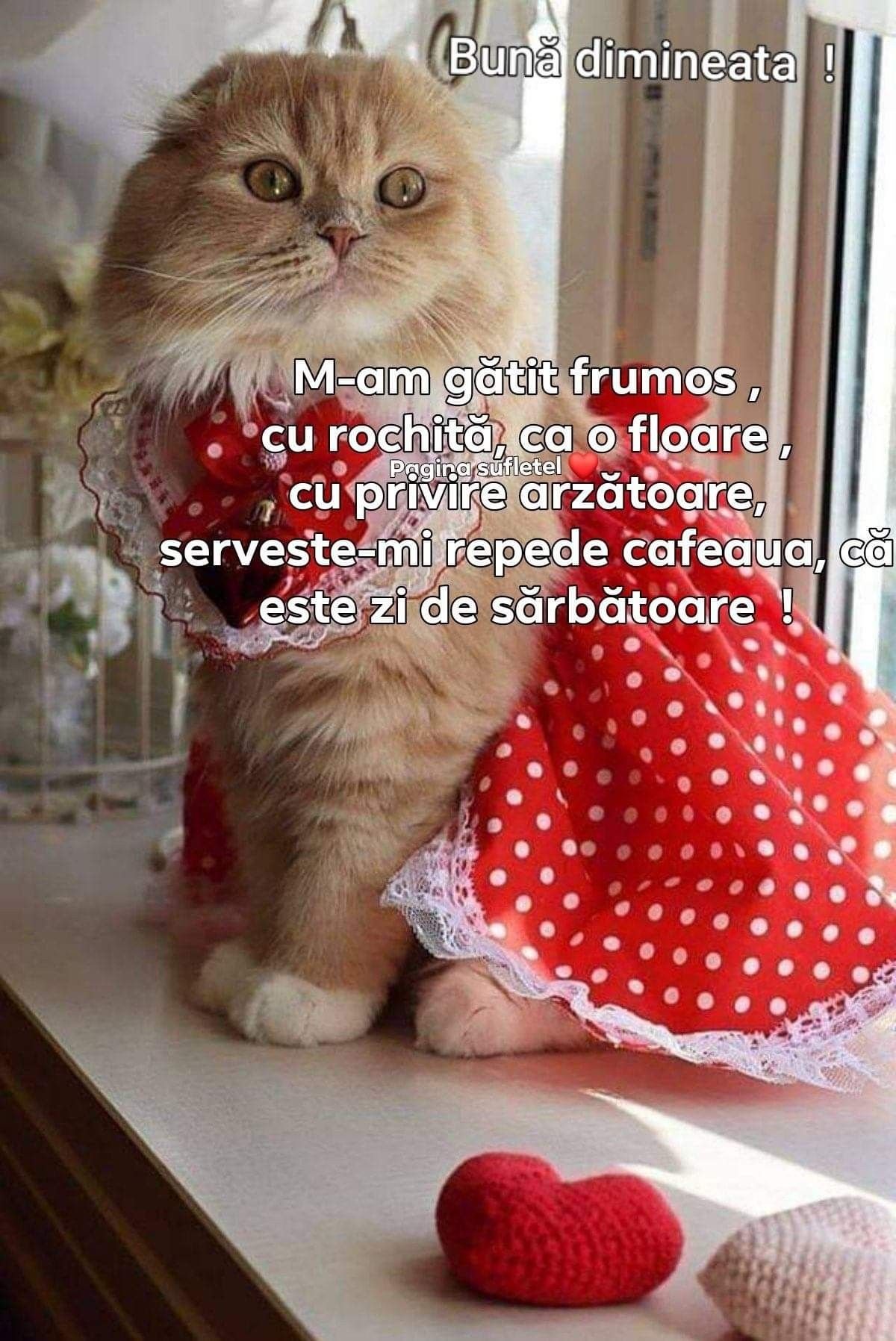 С добрым утром котики