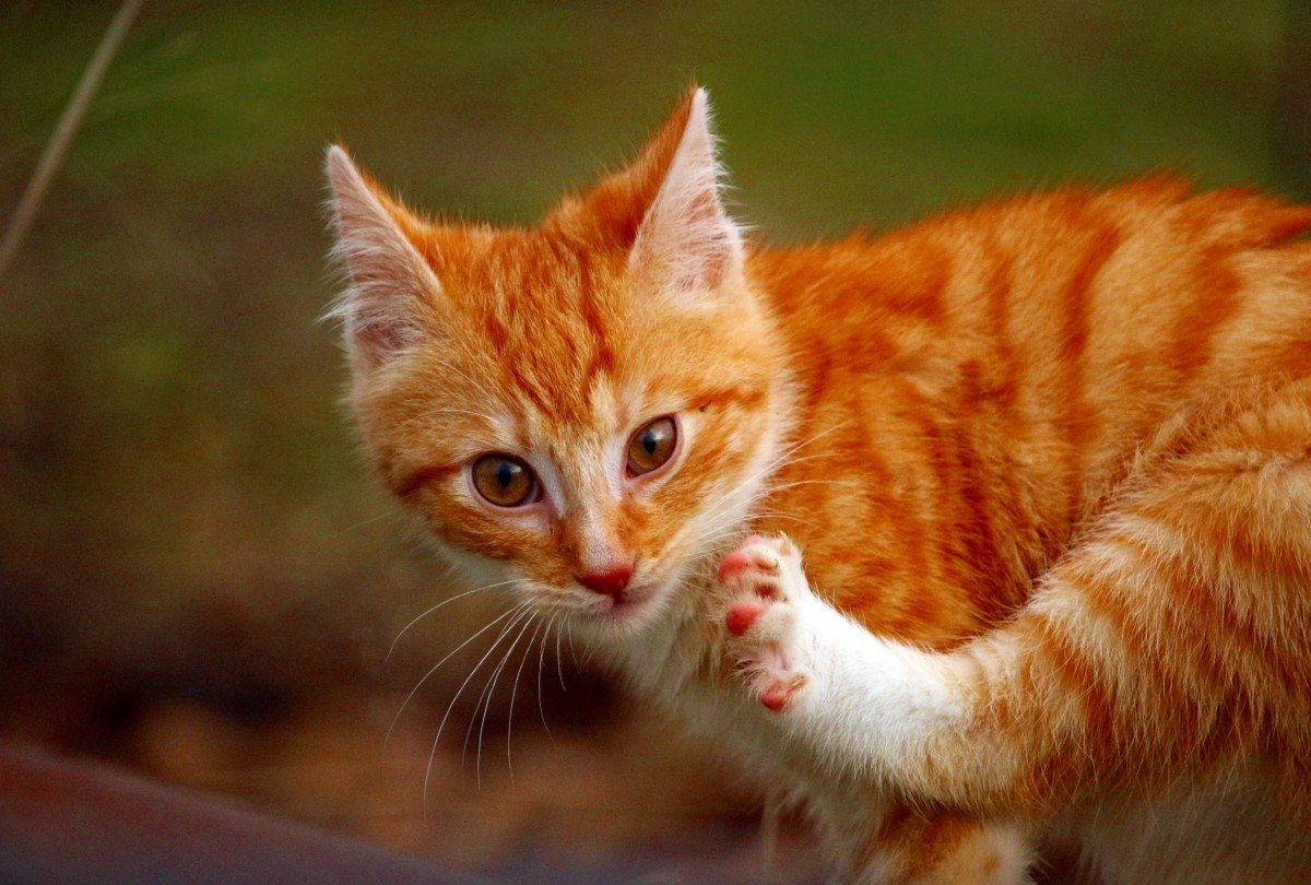 Рыжая картинка прикольные. Европейская короткошерстная кошка рыжая. Анатолийская короткошерстная кошка рыжая. Американская короткошёрстная кошка рыжая. Макрелевый табби рыжий.