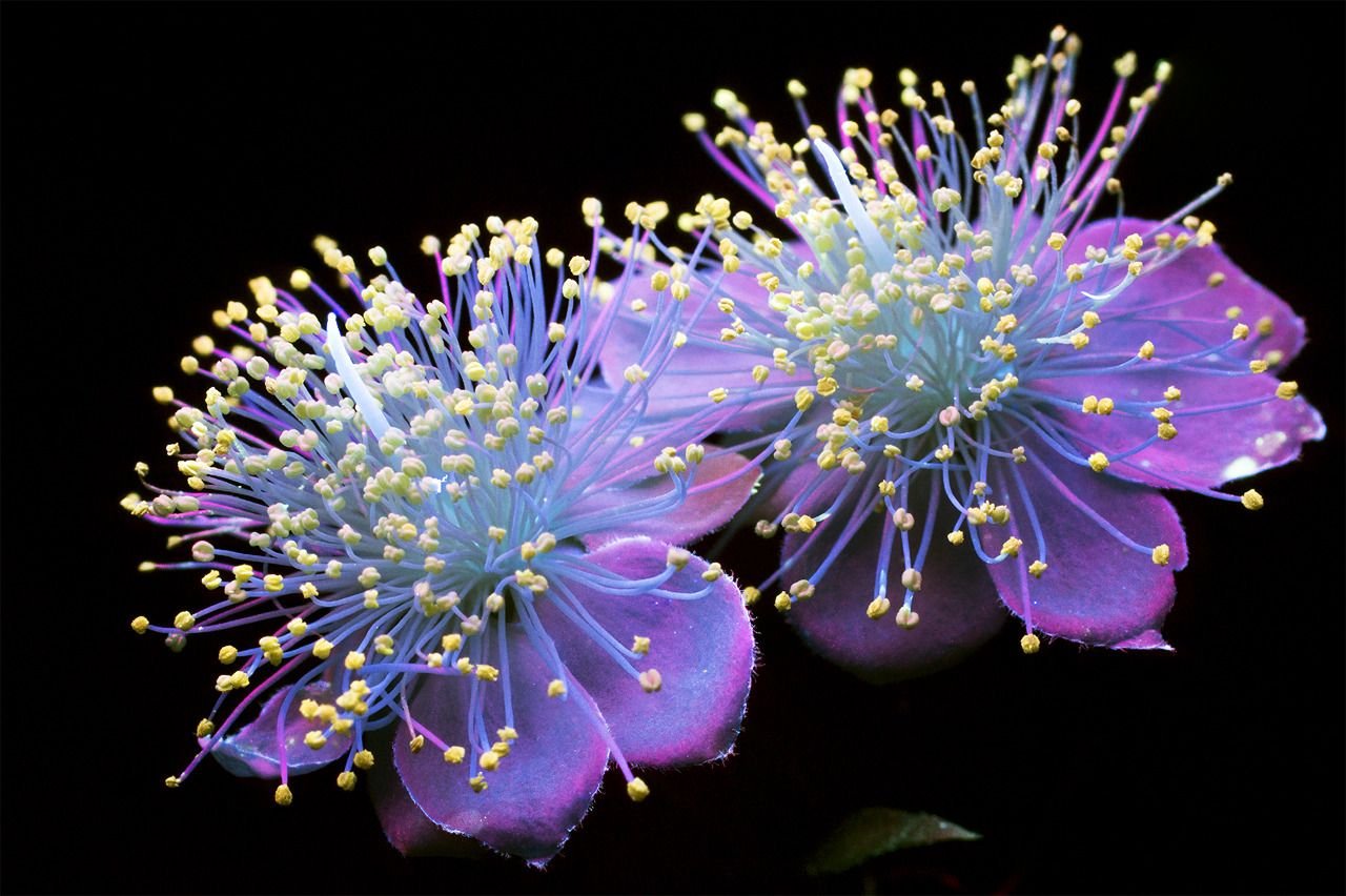 Первозданный цветок. Цветы в ультрафиолете Крейг Берроуз. Крейг Барроуз (Craig Burrows). Космические цветы. Красивые растения.