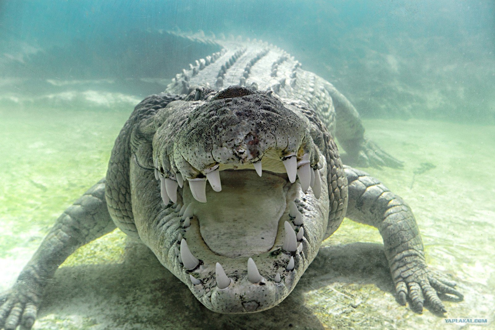 Крокодил самый опасный хищник. Морской гребнистый крокодил. Гигантский гребнистый крокодил. Австралийский гребнистый крокодил. Гребнистый крокодил самый большой.