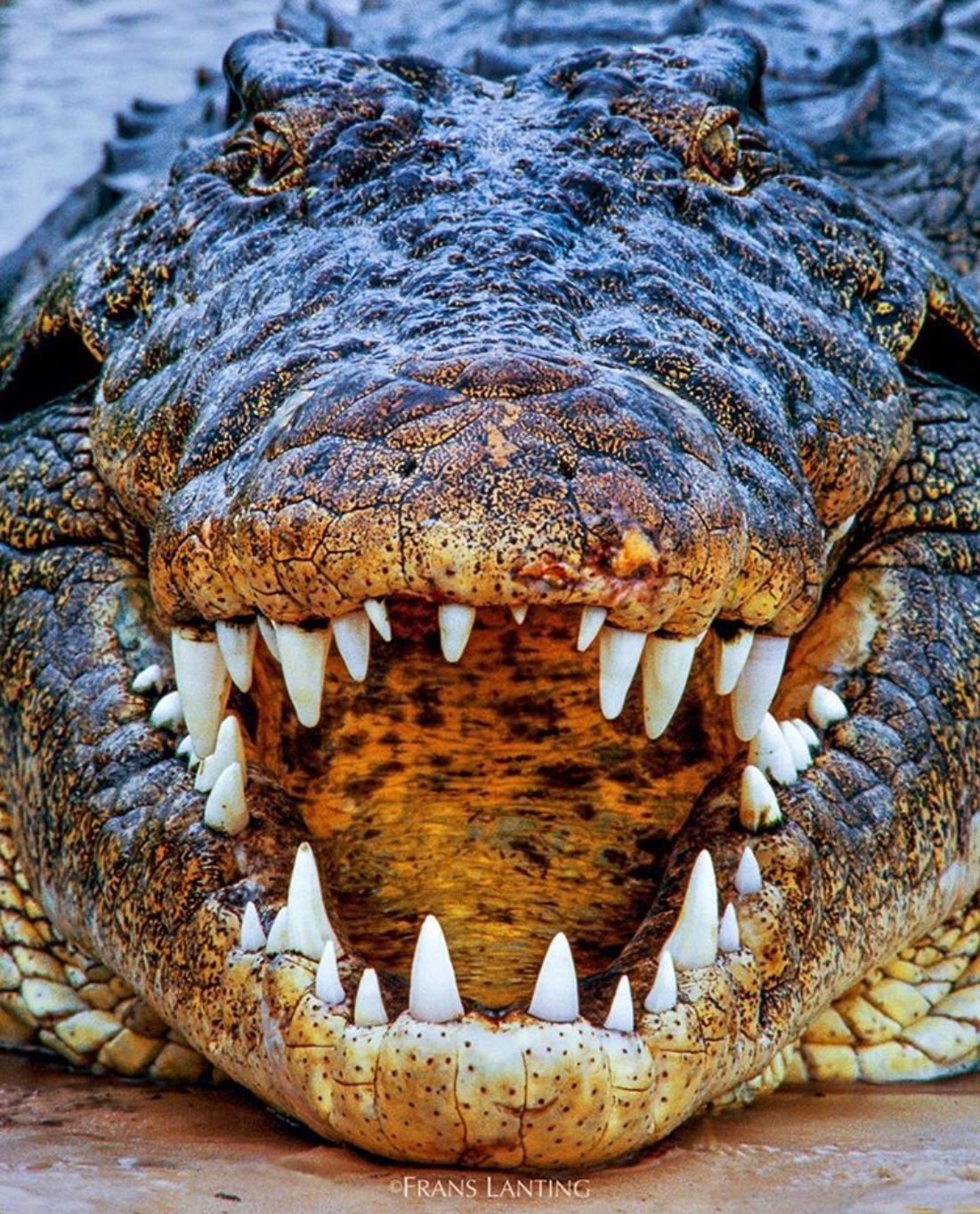 Какой опасный зверь. Гребнистый крокодил. Нильский крокодил. Нильский крокодил National Geographic. Нильский Аллигатор.