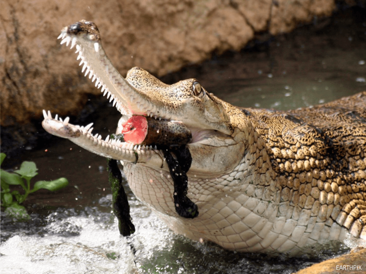 Какой опасный зверь. Гангский гавиал. Гавиал альбинос. Гавиал крокодил. Индийский крокодил гавиал.