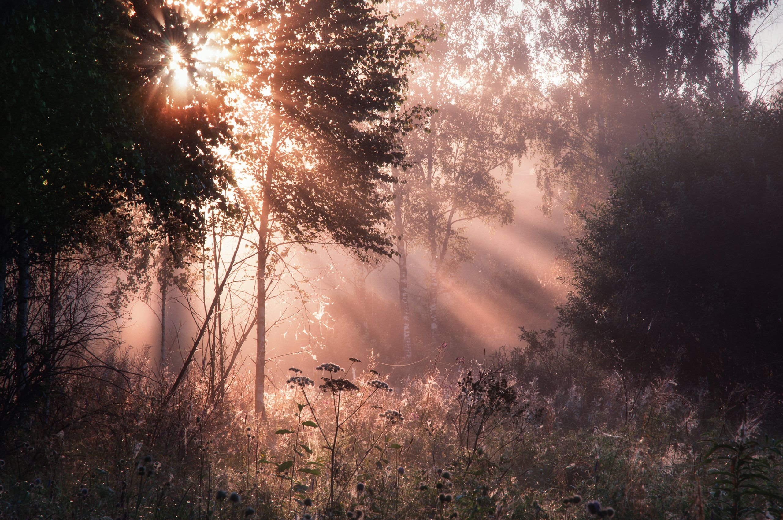 Песня утро в лесу. Утренний лес. Туманный пейзаж. Рассвет в лесу. Рассвет в лесу Эстетика.