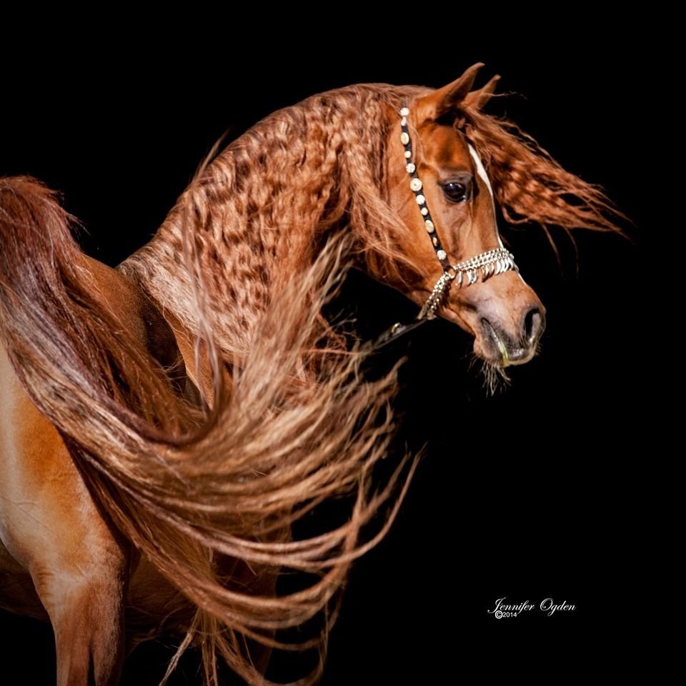 Рыже черная лошадь. Андалузская лошадь рыжая. Андалузская Соловая. Арабская лошадь арабский скакун рыжий. Лошади породы марвари.
