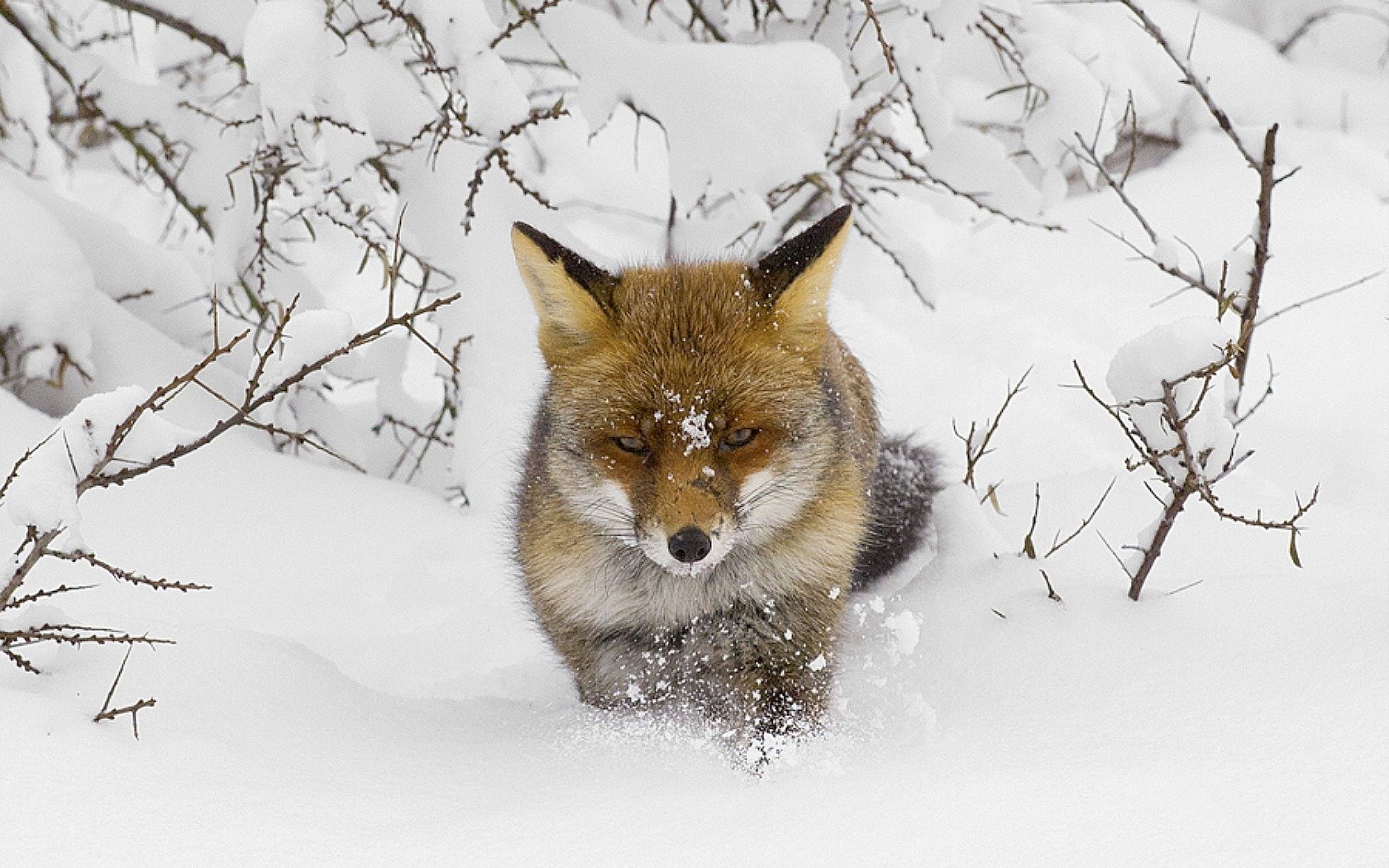 Под fox. Лиса зимой. «Лиса в лесу». Лиса в снегу. Лиса зимой в лесу.