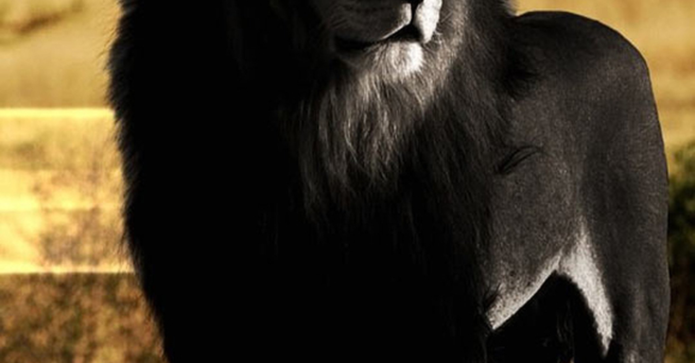 Черный лев 8. Черный Капский Лев. Черный Лев в природе. Чёрный Лев существует. Чёрный Лев фото.