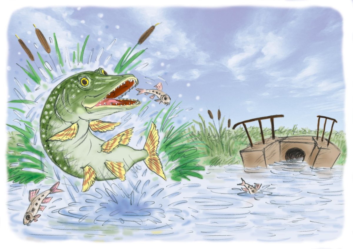 Щука рисунок