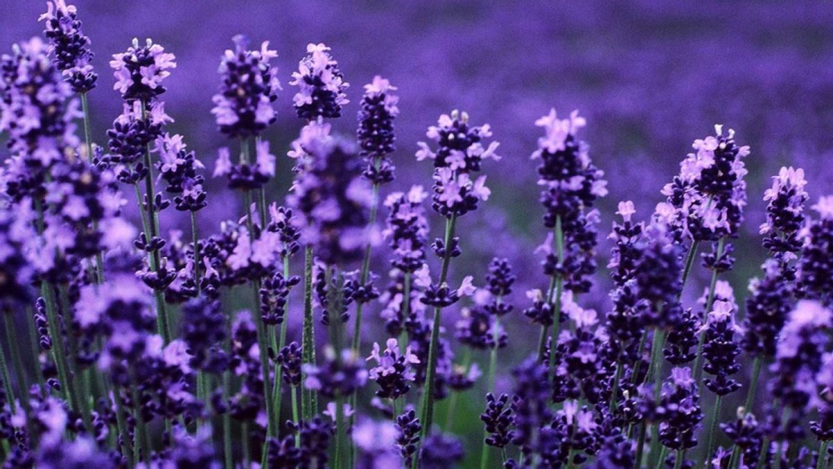 Лаванда для успокоения